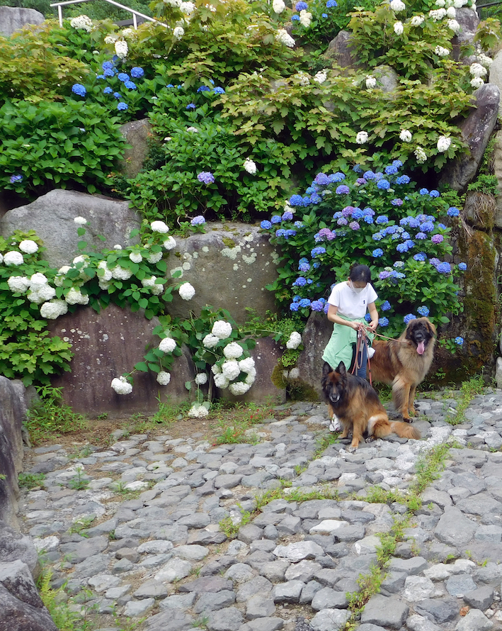 DSCN1667_のぶ玉八あじさい滝_FB.jpg