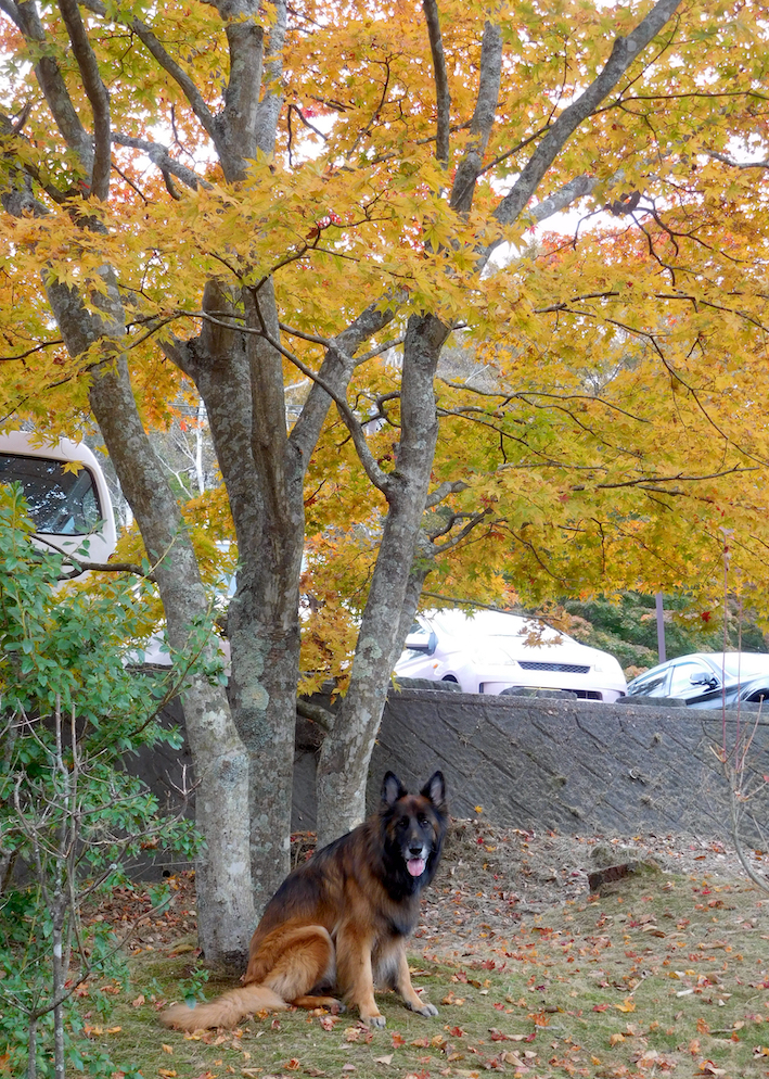 DSCN1964_紅葉玉_FB.jpg