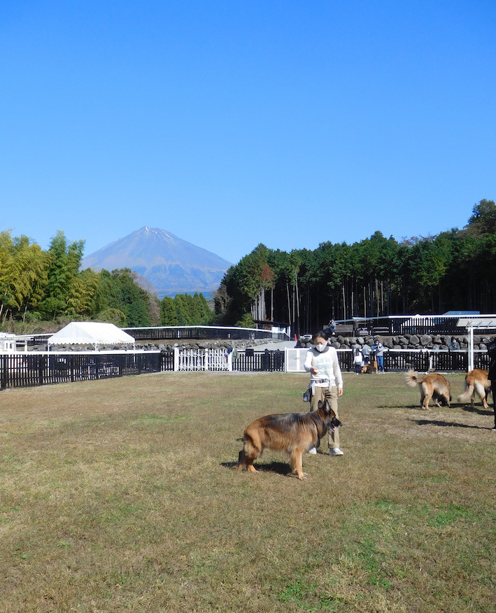 DSCN2001_のぶ玉富士山@ドッグラン_FB.jpg