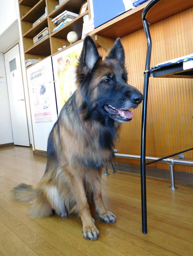 DSCN4774_玉座れライトアップ_FB.jpg