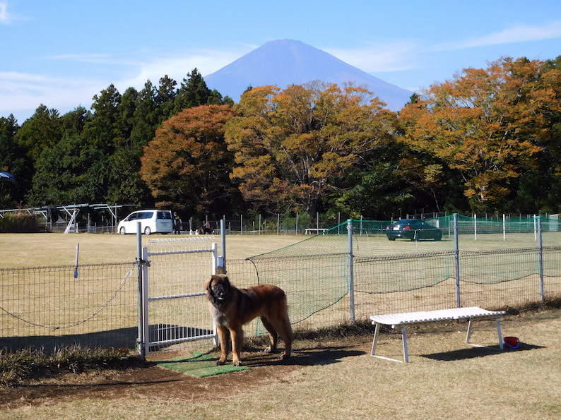 DSCN4819_足柄八フジヤマ_FB.jpg