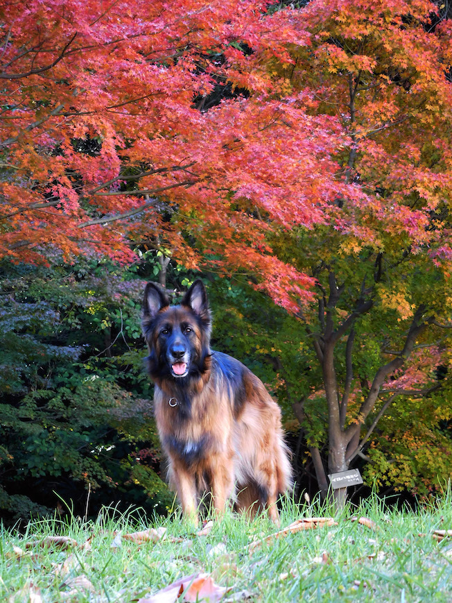 DSCN4972_紅葉玉くぁゆゆ_FB.jpg