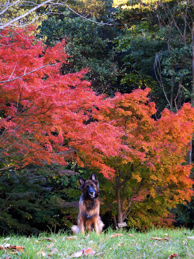 DSCN4974_紅葉玉えへ_FB.jpg