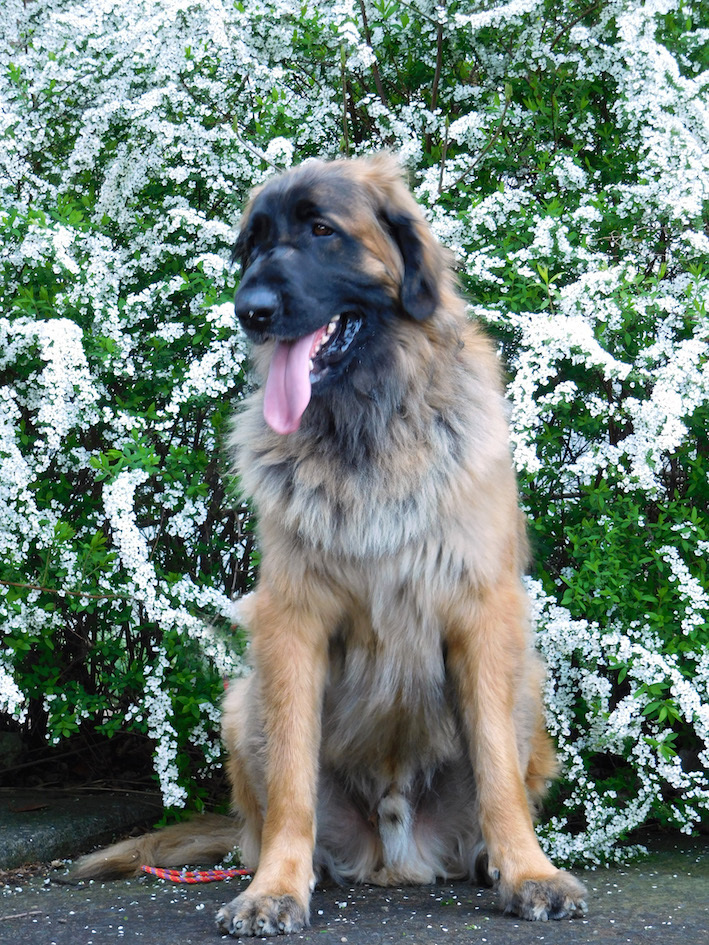 DSCN6004_雪柳お鼻お花八_FB.jpg