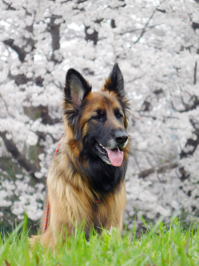 DSCN6045_玉桜やさしい顔やまんぽ団地_FB.jpg