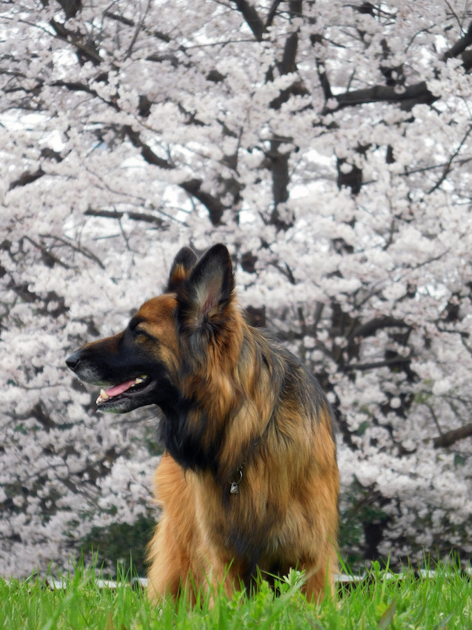 DSCN6046_玉桜やまんぽ団地横顔_FB.jpg