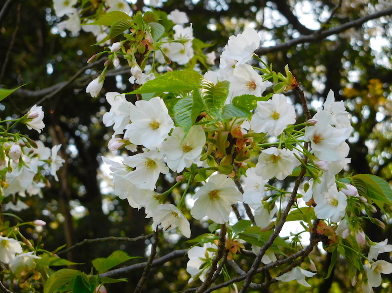DSCN6098_やまんぽ桜アップ_FB.jpg