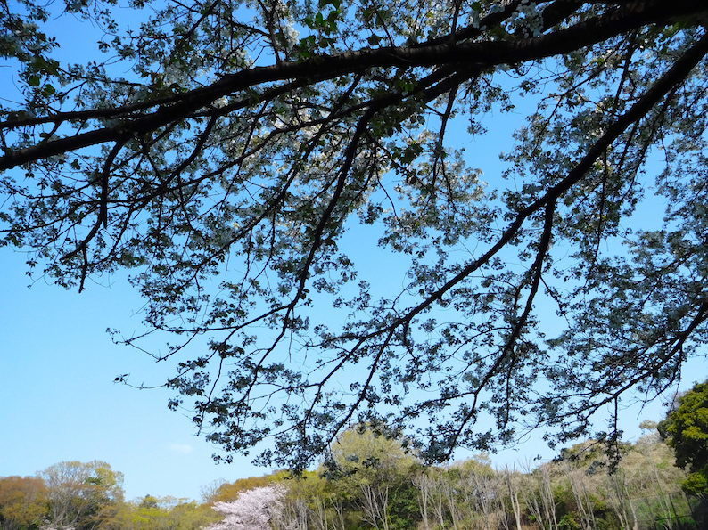DSCN6099_やまんぽ桜_FB.jpg