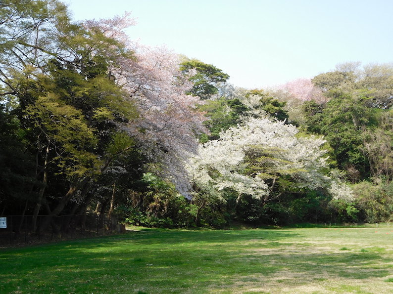 DSCN6100_やまんぽグランド桜_FB.jpg