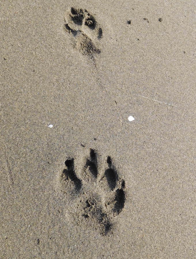 DSCN8466_八足跡_FB.jpg