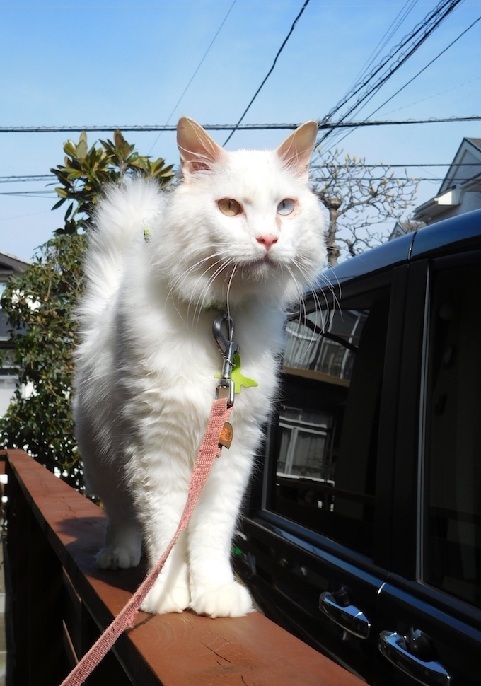 DSCN8509_琥珀さま_FB.jpg