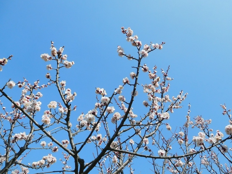 DSCN8563_梅青空_FB.jpg