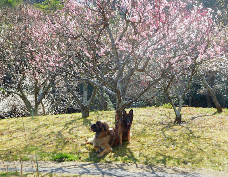 DSCN8565_玉八梅見_FB.jpg