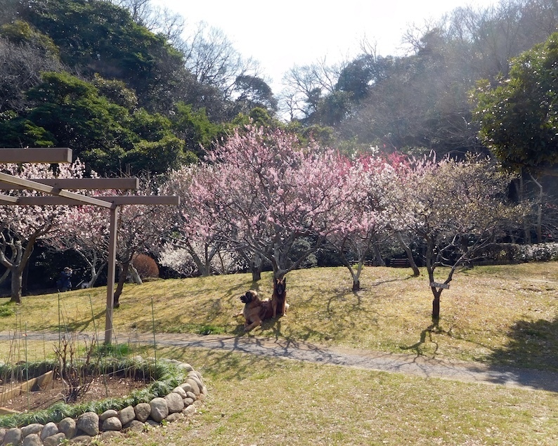 DSCN8567_玉八梅見遠景_FB.jpg