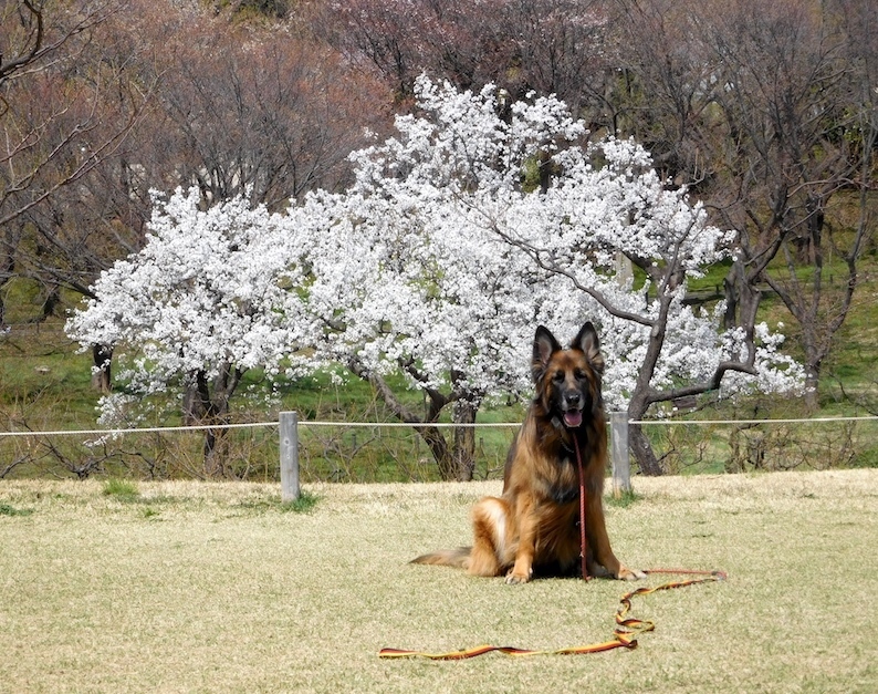DSCN8773_玉桜1本_FB.jpg
