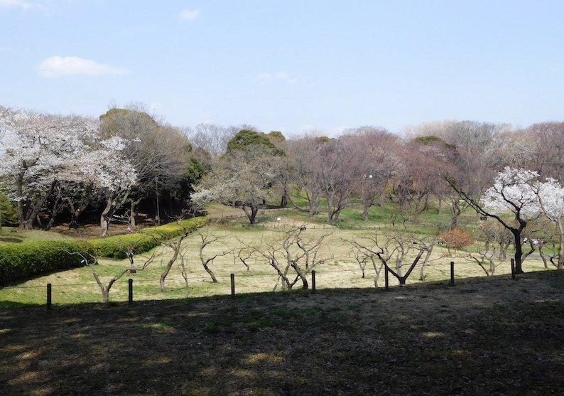 DSCN8775_桜はまだ森林公園_FB.jpg
