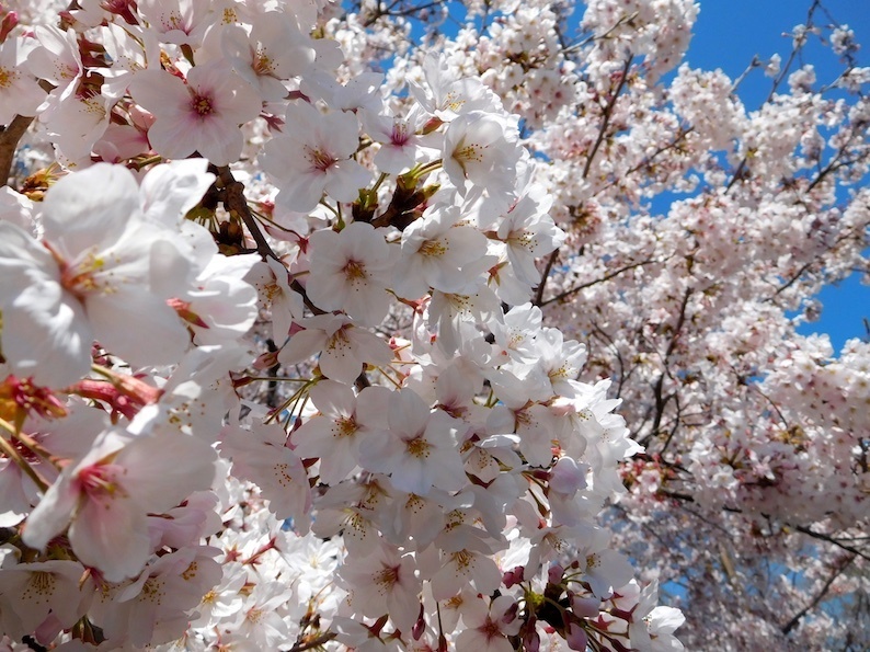DSCN8858_桜アップ_FB.jpg