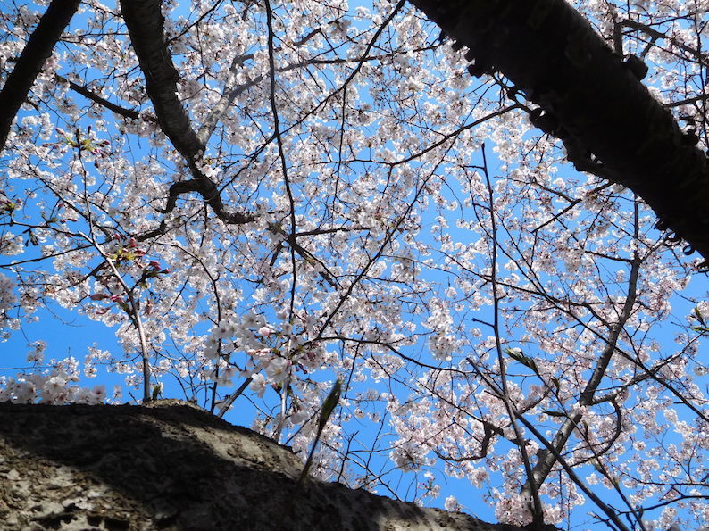 DSCN8859_桜_FB.jpg
