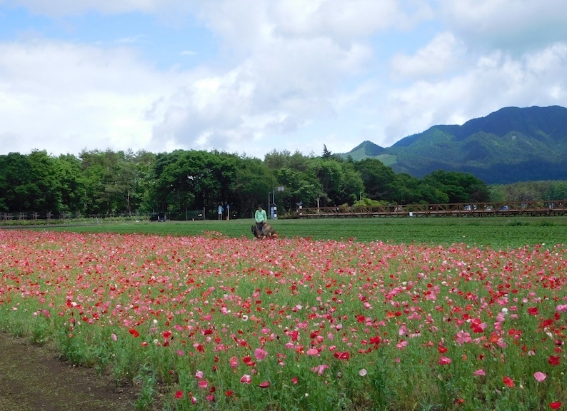DSCN9310_ポピー畑で.jpg
