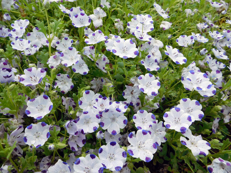 DSCN9327_ネモフィラ_FB.jpg