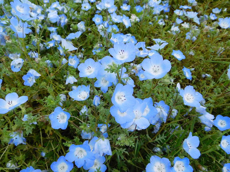 DSCN9328_ネモフィラ_FB.jpg
