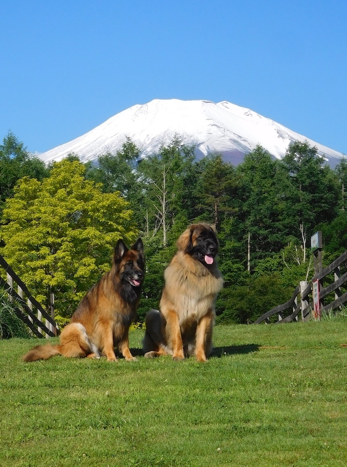 DSCN9346_玉八あっぱれ富士山_FB.jpg