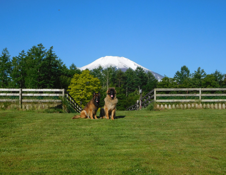 DSCN9347_玉八あっぱれ富士山_FB.jpg