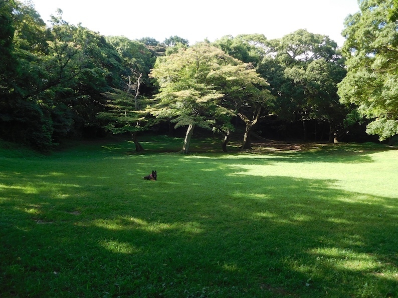 DSCN9549_玉夏んぽ木陰_FB.jpg