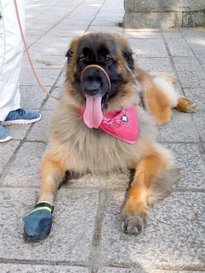 DSCN9758_ハチ休憩_FB.jpg