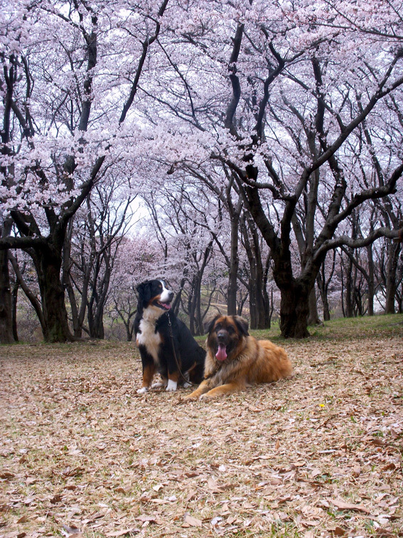 うしくまさくらPICT5405_BLOG.jpg