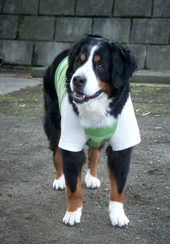 うしPICT4258_BLOG.jpg