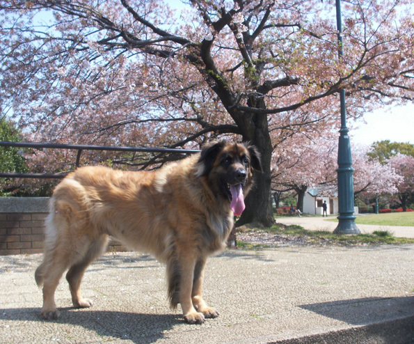 くまざくらぶひかわいいのPICT0164_BLOG.jpg