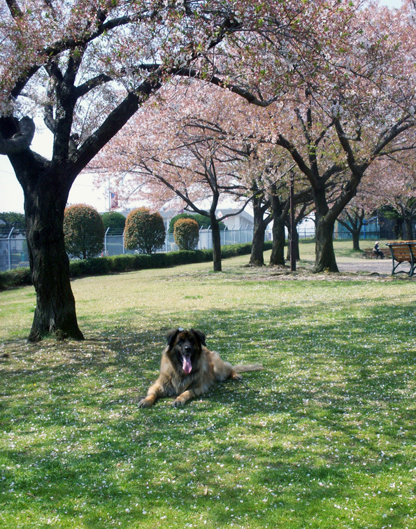 くまざくらPICT0157_BLOG.jpg
