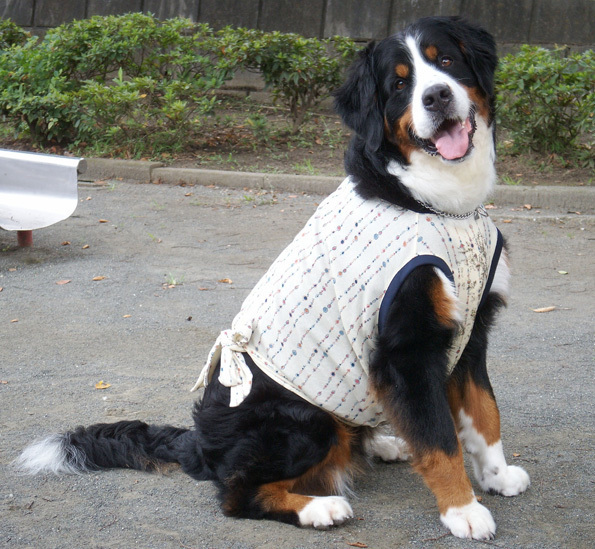 リボンTPICT0446_BLOG.jpg