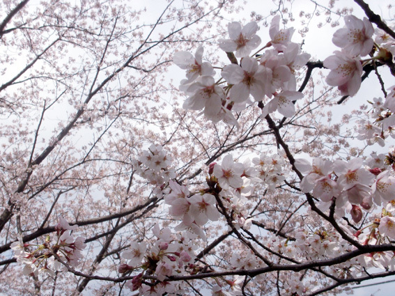 桜PICT4007_BLOG.jpg