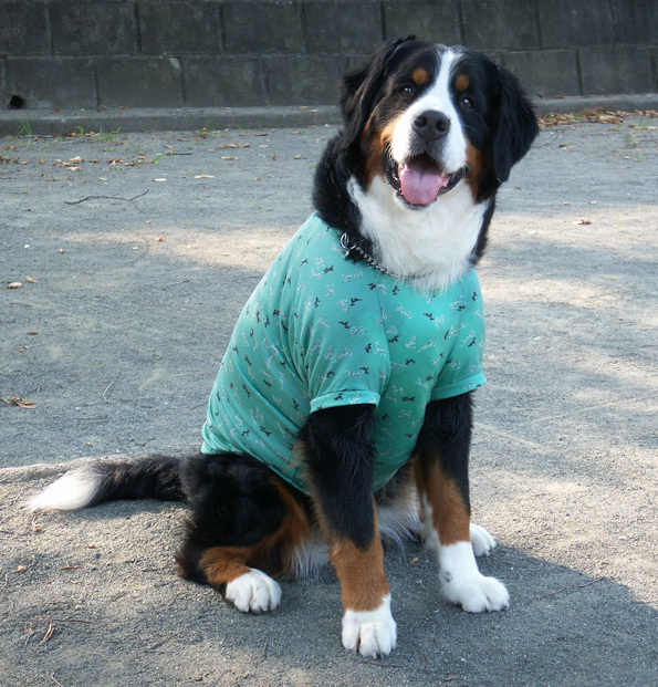牛グリーンティーPICT0411_BLOG.jpg