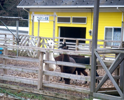 alpaca_1.jpg