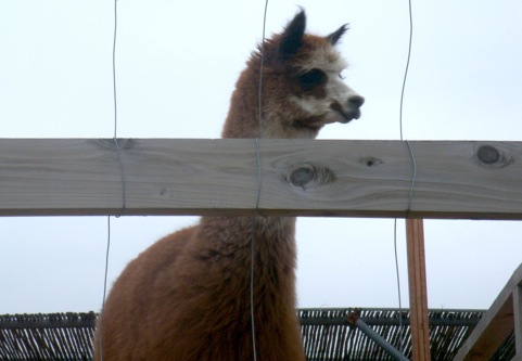 alpaca_2.jpg
