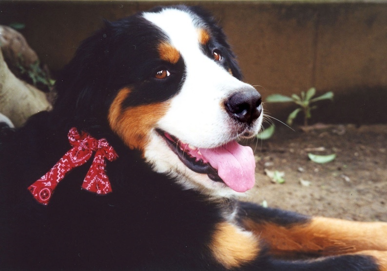bruna red bandana_FB.jpg