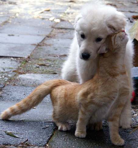 dogcat_love.jpg