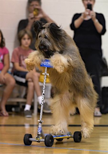 kickboad_dog.jpg