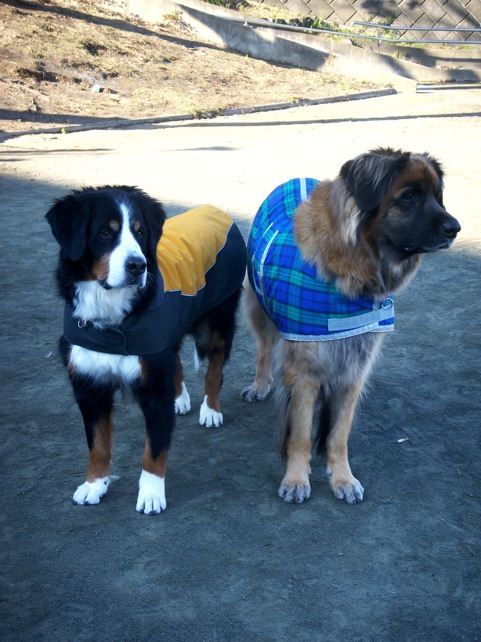 may_coat_3.jpg