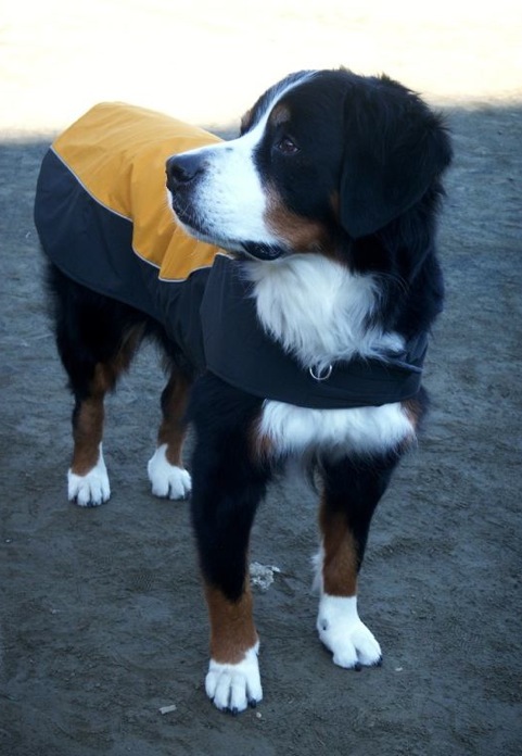 maybe_coat_2.jpg