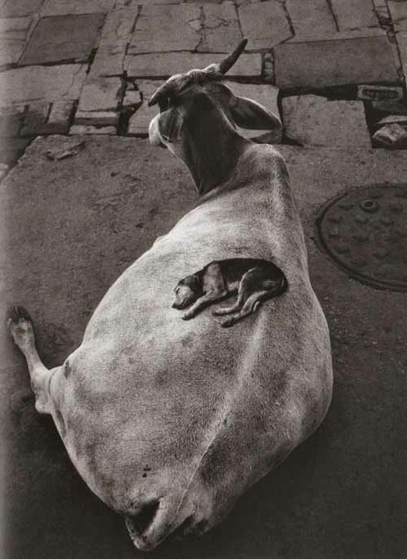 moomoobed.jpg