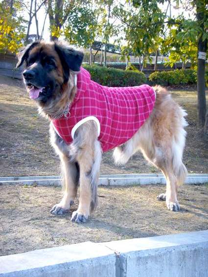 newparka_3.jpg