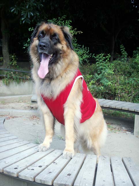newwear_2.jpg