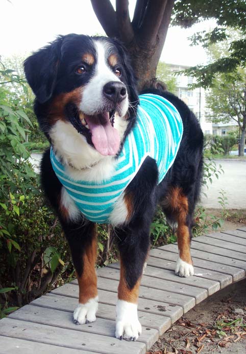 newwear_4.jpg