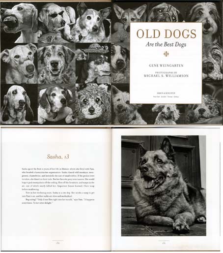 old dogs_2.jpg