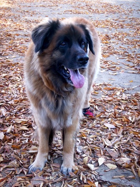 rosy_1204.jpg