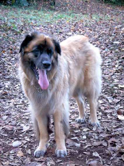 rosy_1220.jpg